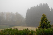 2012.11.10 Nebel.Um 5 Grad