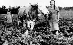 Frauenarbeit, Kartoffelhäufeln, Copyright Jubiläumsausschuß Auhausen, Robert Kaußler