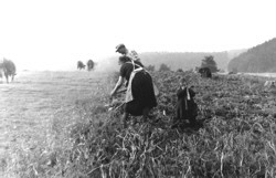 1954 in Ahrmühle : Familie Johann Mies bei der Kartoffelernte. Archivbild : Hejo Mies