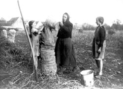 Kartoffelernte um 1930, Frauen und Kinder packten mit an. Copyright : Festausschuß Auhausen, Robert Kaußler